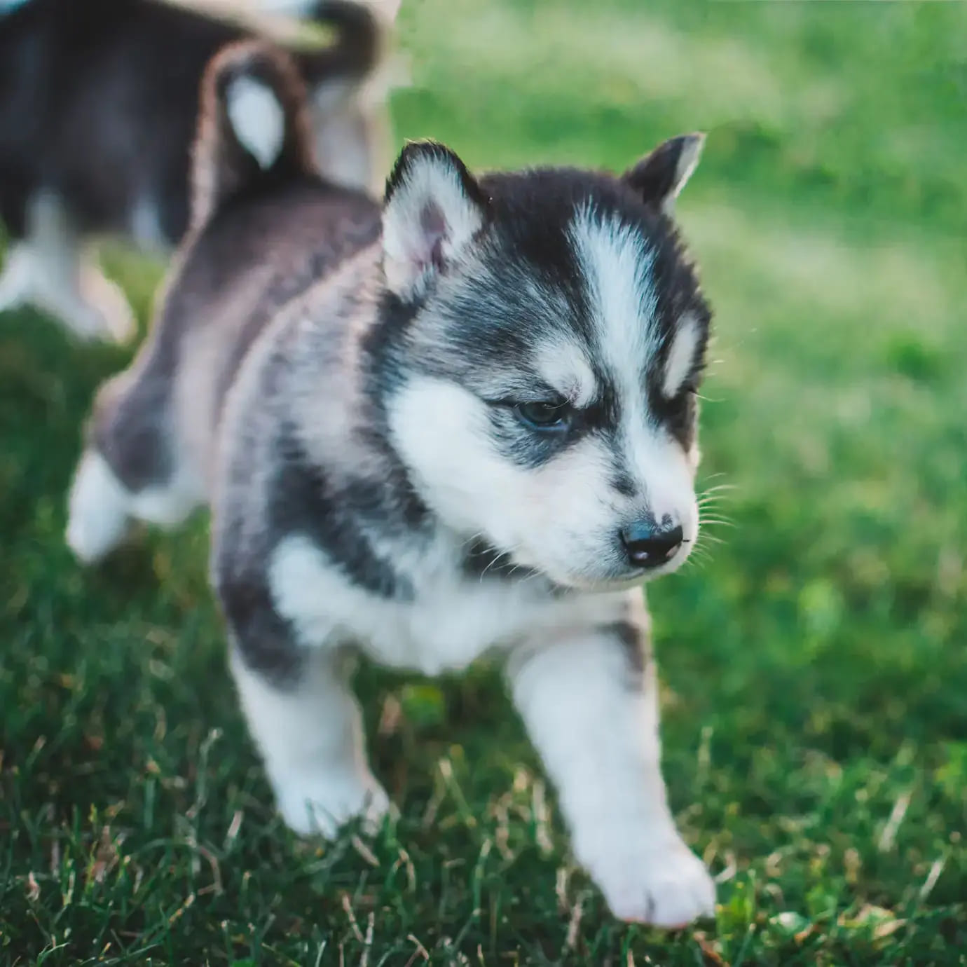 Husky puppy walking across a lawn