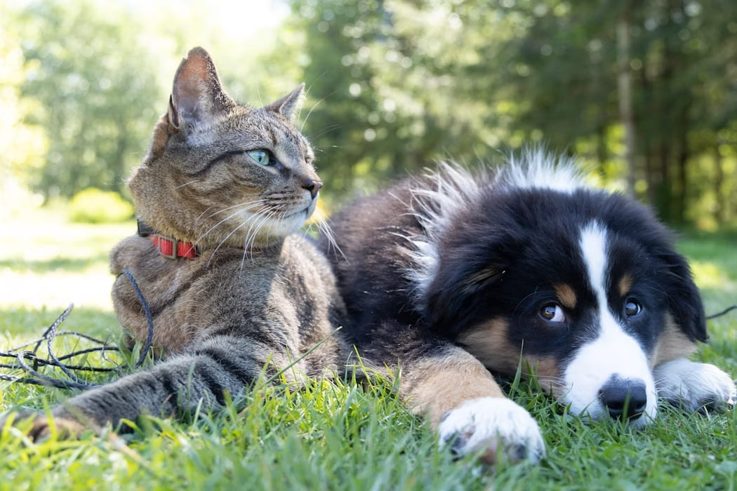Tabby cat with a red collar lying on the grass beside a black, white and tan puppy